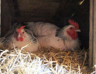 Broadley Farm chickens