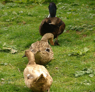 Broadley Farm ducks