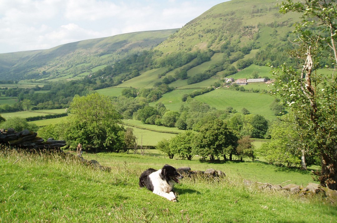 Dog laying down in Llanthony Valley